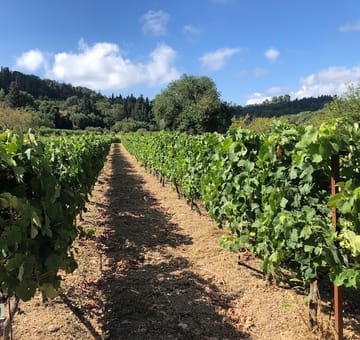 Haritatos Estate - Winery